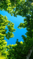 Look up and step into the summer green realm 2