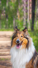 Dog457