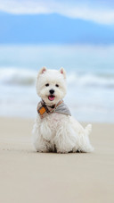 How often should dogs take a bath
