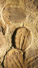 Fossil Trilobite