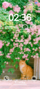 花从中的小猫