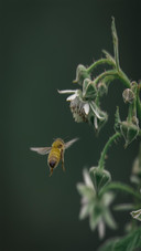 Gather honey