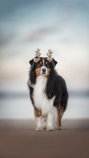A Cute Australian Shepherd Dog Standing on  Sandy Beach