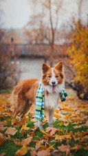 Dog53