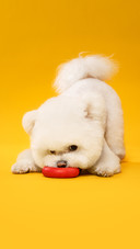 A bichon frise biting a toy