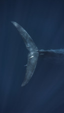 A whale whose tongue can stand 50 people 19