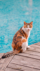 The little cat by the swimming pool