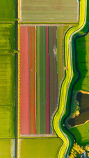 Aerial view of tulip fields in Denmark