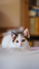 A Cute Cat Lying on The Bed