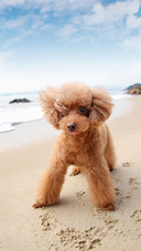 A poodle occupying territory