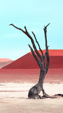 Dead trees in the desert