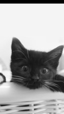 猫咪