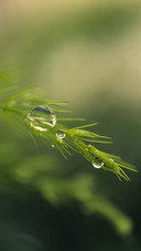 Morning Dew Drops on a Plant Branch