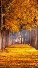 The ginkgo trees at the diaoyutai state guesthouse in