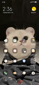 Kitten Head