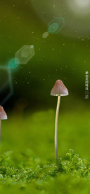 绿萌