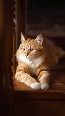 A photo of a beautiful red-haired domestic cat