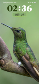 Hummingbird