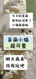 呆萌小猫超可爱