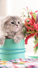 The folded eared kitten in the blue bucket