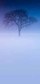 白雪枯树