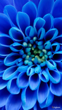plant (1)