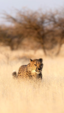 Cheetah in the African savannah waiting for prey Namibia
