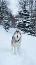 Dog (3)