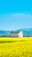 Rape Flower Field in Fuyang Rural Area of Hangzhou