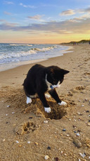 Tuxedo Cat on the Beach