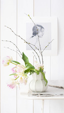 Beautiful Parrot Tulip 26