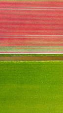 Aerial view of tulip fields in Denmark