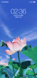 夏日 荷花