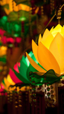 india-lotus