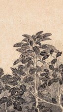 老圃的菜园子