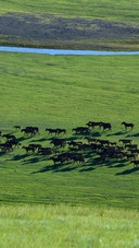 Ten thousand horses gallop across the spring fields