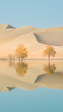 Autumn Scenery of Populus Euphratica Forest in Tarim Desert