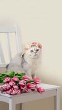 A Beautiful White Cat in a Crown of Pink Flowers
