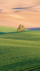Beautiful Field of Green Wheat with Smooth Waves on Sunset