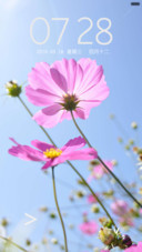 简约格桑花
