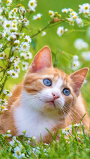 Summer flower field kitten