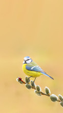 Beautiful Blue Tit Parus Caeruleus