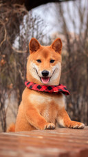 Dog335