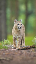 Cougars make drivers safer