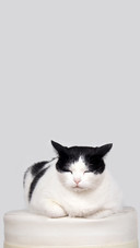 How to save the cats tears 56