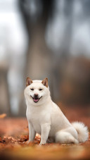A Cute Young Dog Sitting Among The Fallen Red Leaves