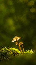 The spirit of autumn