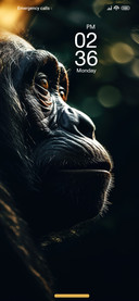 Ape in Dark