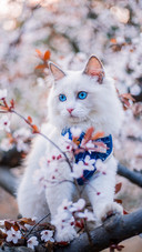 Cat (4)