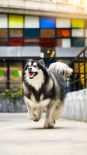 A dogs nose is a super sensor